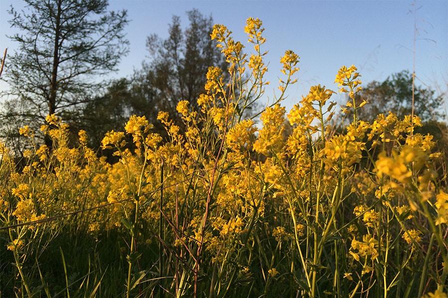 When I was on a nature walk about a week ago, I found a small field full of these yellow flowers. I couldnt resist taking a picture. It perfectly embodies how beautiful the world around us is. 