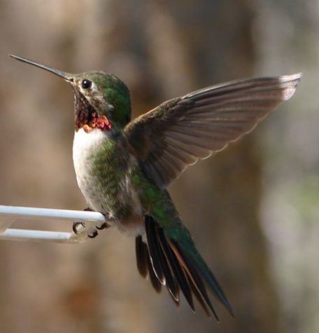 Early hummingbird migrations and how you can help