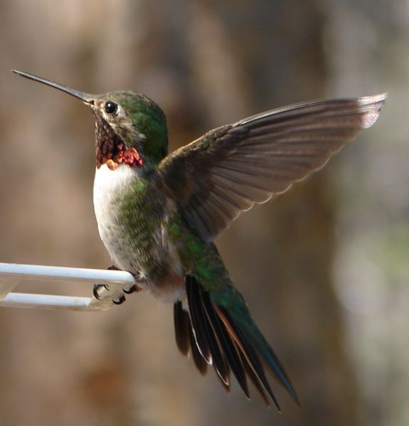 575px-Male_Ruby-Throated_Hummingbird_2_Edit1