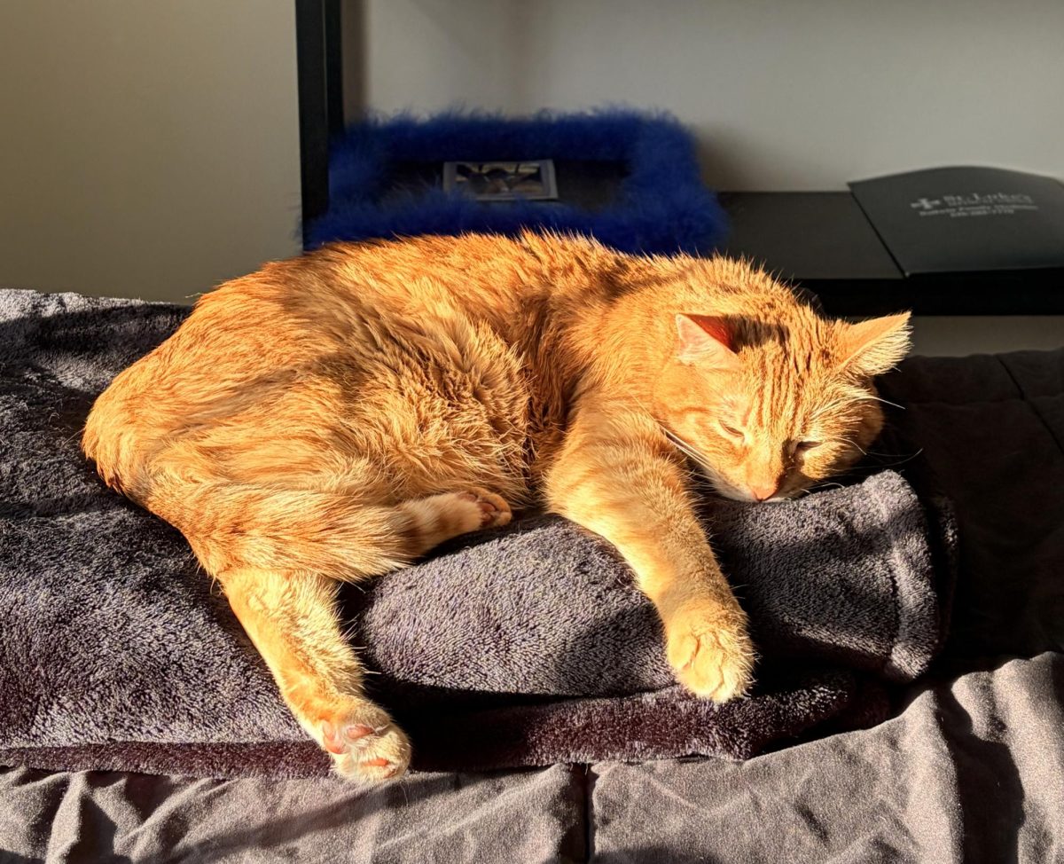 Colby Durbin is going to DePauw University and is going to major in kinesiology and minor in Spanish. She is also sad to leave behind her cat TC.